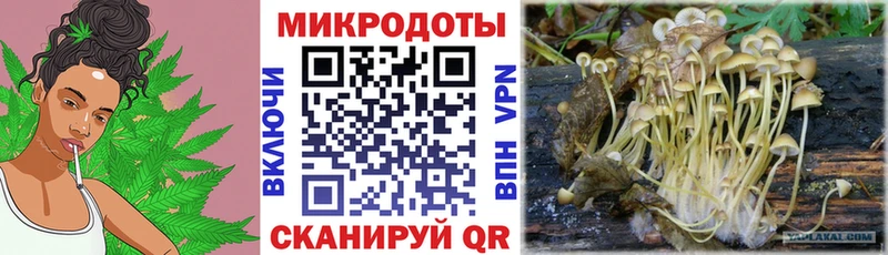Псилоцибиновые грибы Psilocybe Вязники